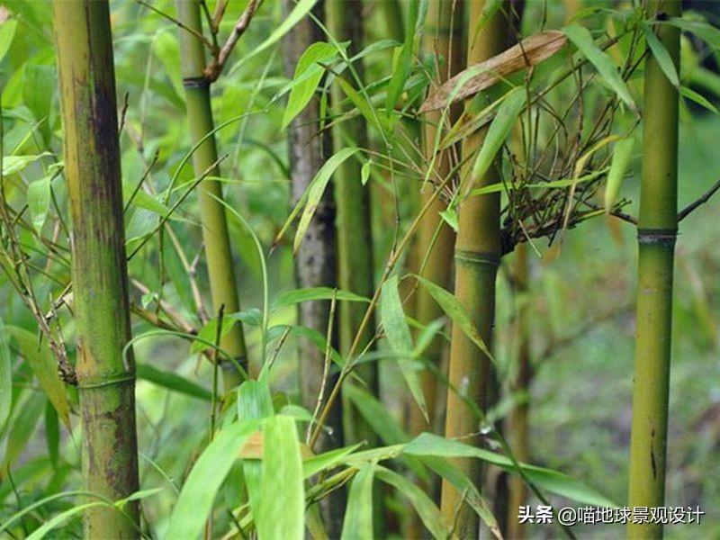 种植绿竹技术视频_绿竹栽培技术_绿竹的种植技术