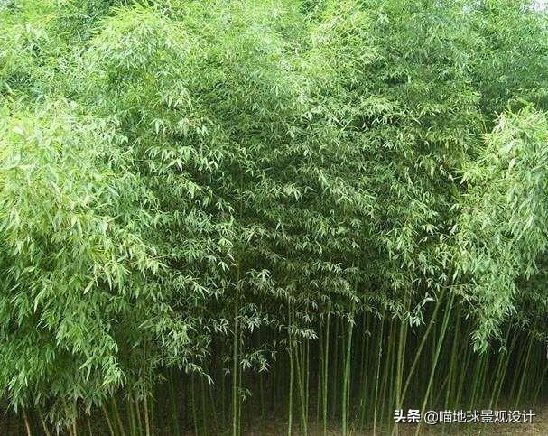 绿竹的种植技术_绿竹栽培技术_种植绿竹技术视频