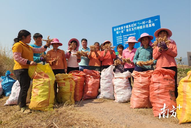 种玉竹赚钱吗_河北玉竹种植致富_致富河北种植玉竹视频