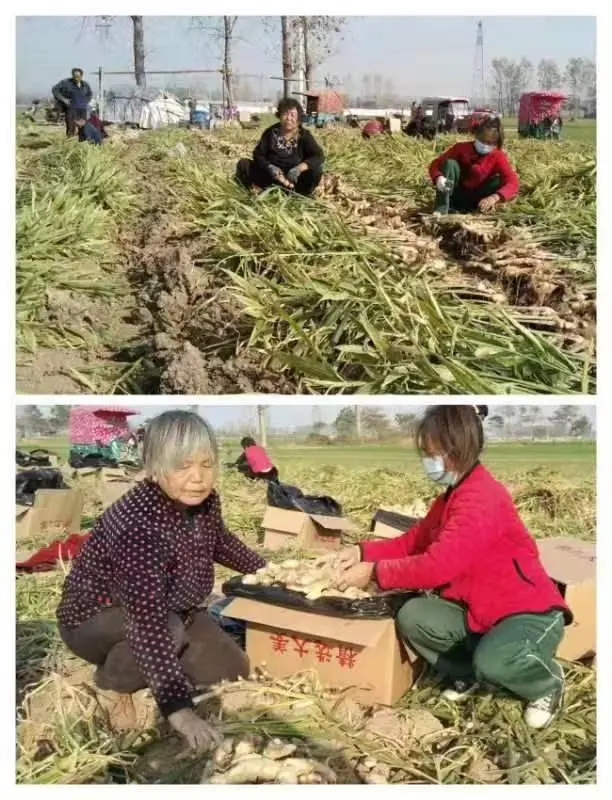 商水县平店乡袁庄村种植大户袁小勇的“致富经”