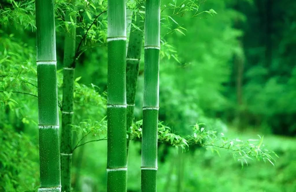 种植绿竹技术视频_种植绿竹技术要点_绿竹的种植技术