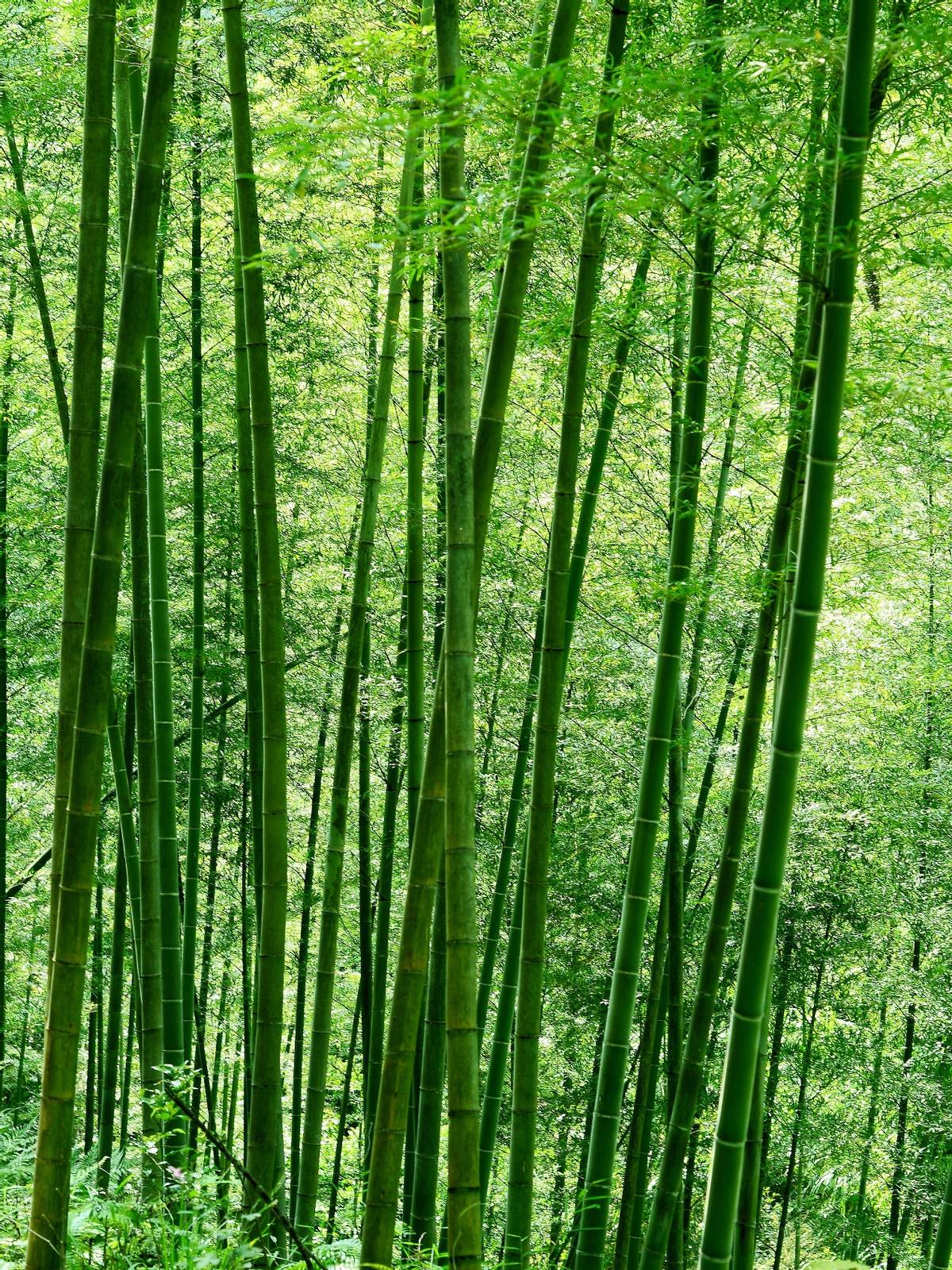 种植绿竹技术视频_种植绿竹技术要点_绿竹的种植技术