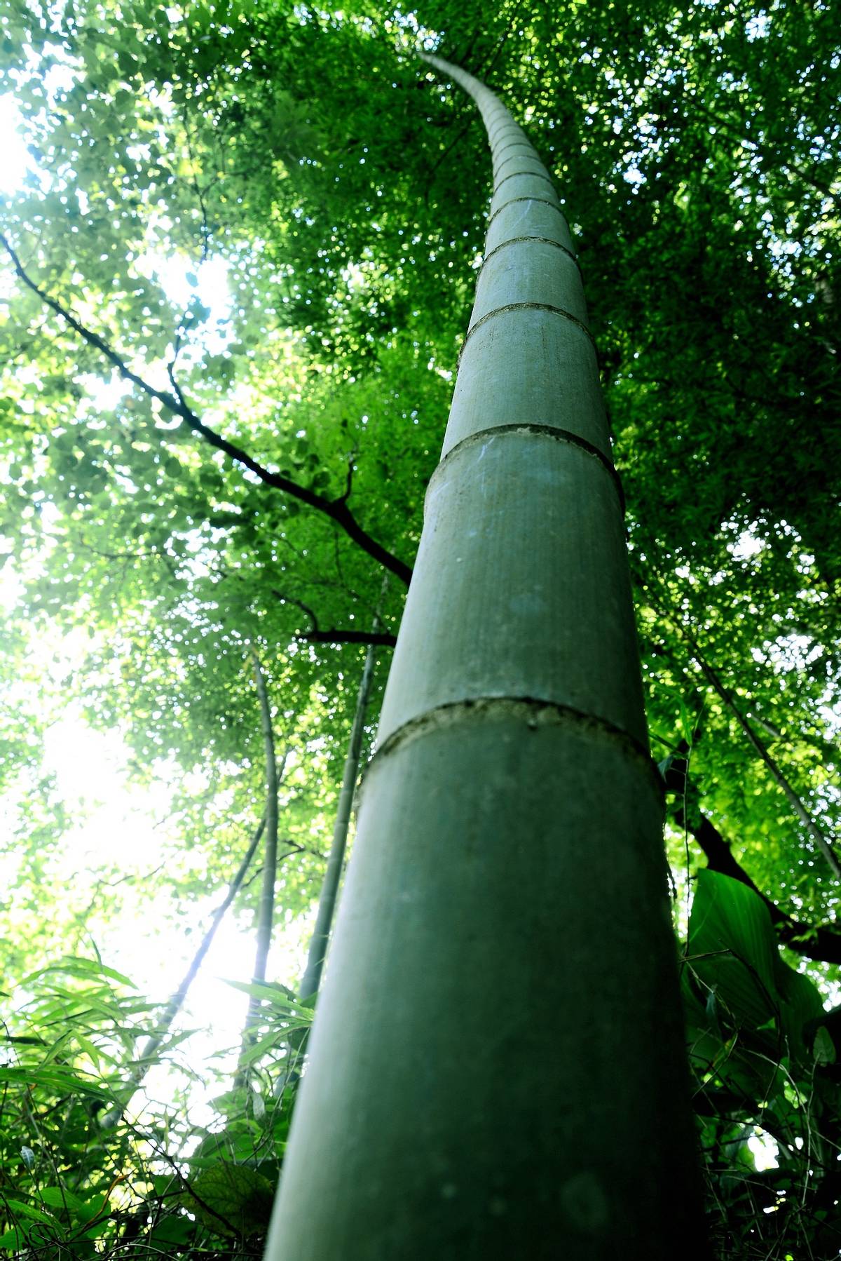 种植绿竹技术要点_绿竹的种植技术_种植绿竹技术视频