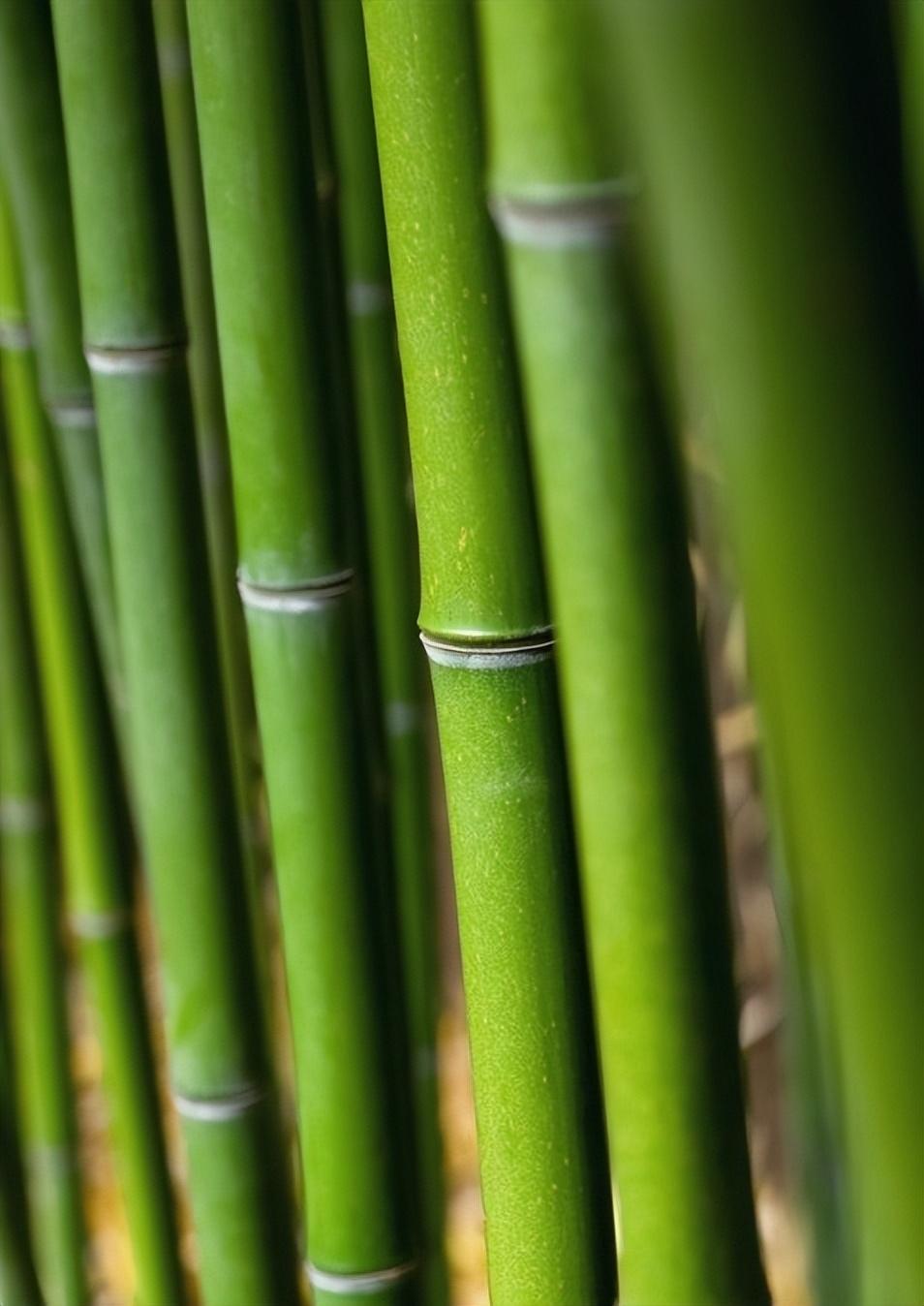 绿竹的种植技术_种植绿竹技术要点_种植绿竹技术视频