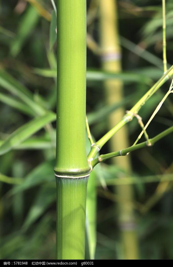 绿竹的种植技术_种植绿竹技术要点_种植绿竹技术视频