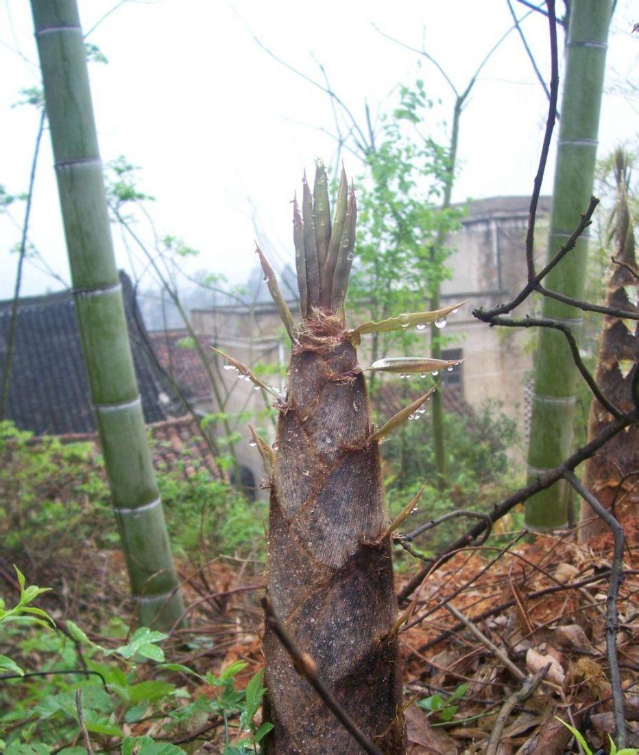 绿竹的种植技术_种植绿竹技术要点_种植绿竹技术视频