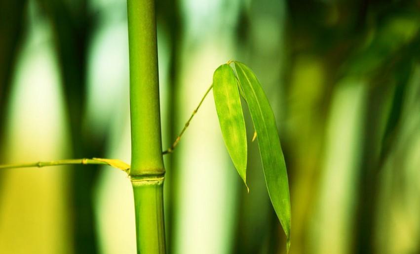 种植绿竹技术视频_绿竹的种植技术_种植绿竹技术要点