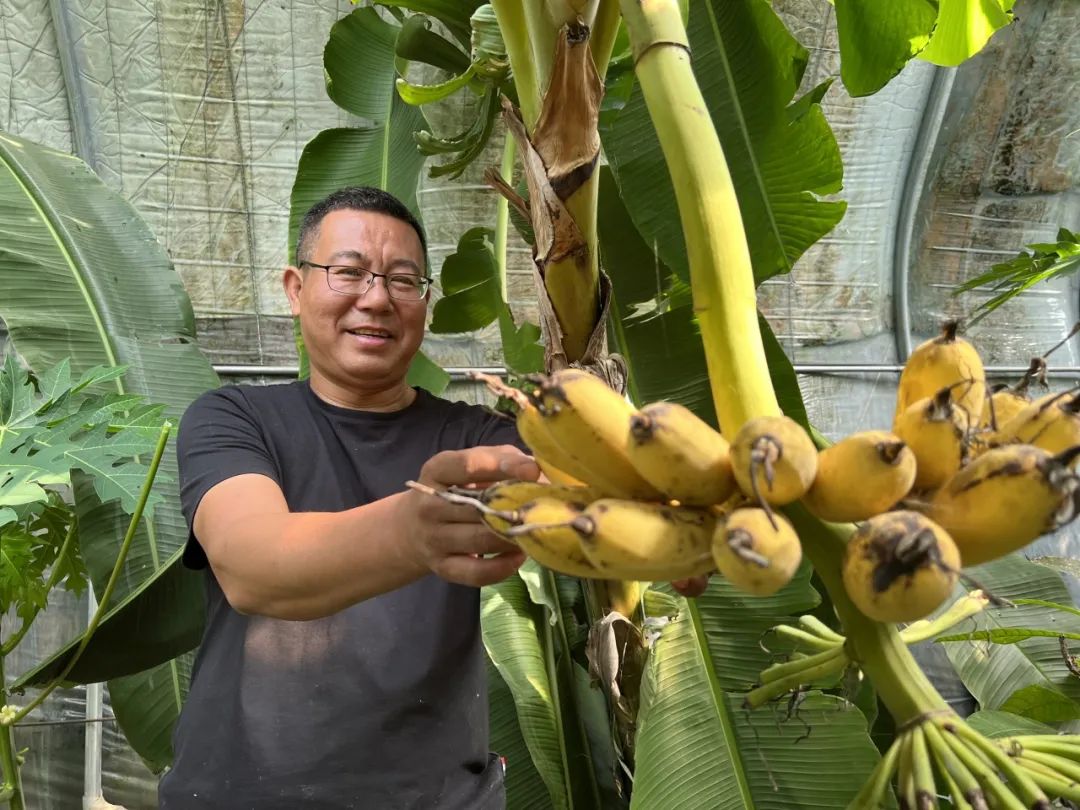 香蕉种植收益_香蕉致富大户种植方法_致富经种香蕉大户