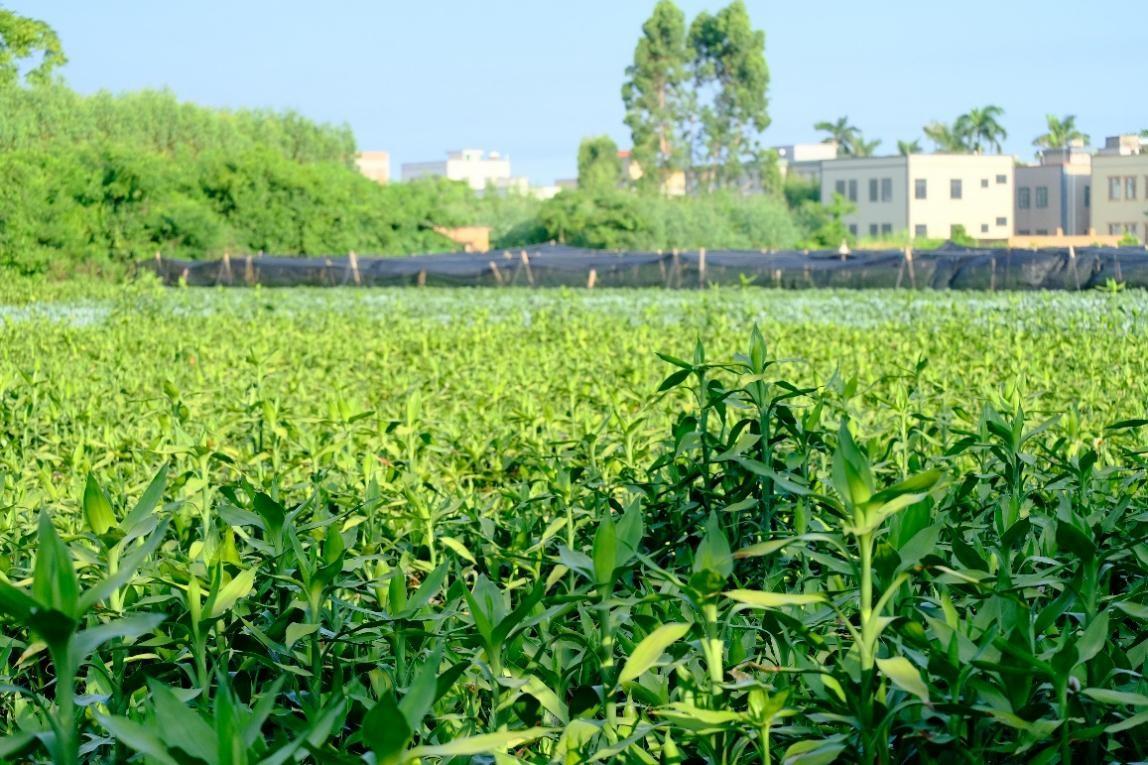 种植绿竹技术要求_绿竹种植视频_绿竹的种植技术