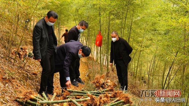 绿竹的种植技术_绿竹种植视频_绿竹栽培技术