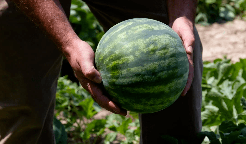 窝笋种植利润_窝笋种植致富_窝笋栽培技术