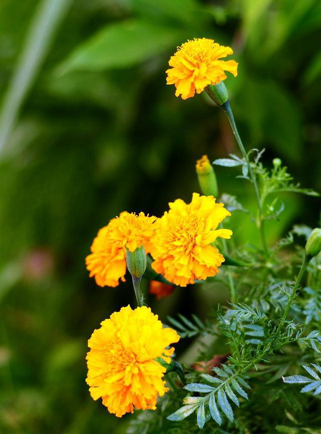 栀子花种植技术_种植栀子花的方法_种植栀子花技术与管理