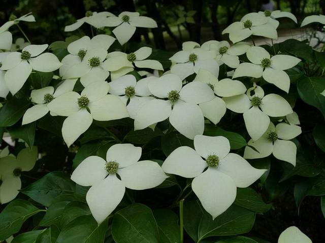 种植栀子花技术与管理_栀子花种植技术_种植栀子花的方法