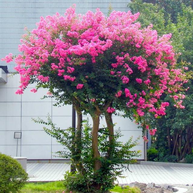 种植栀子花技术与管理_栀子花种植技术_种植栀子花的方法