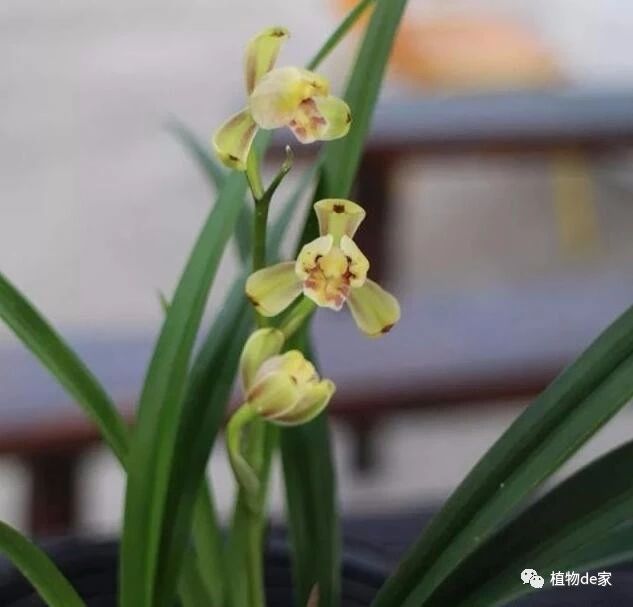 致富种植什么比较赚大钱_种植什么致富又快又好_致富种植好项目大全