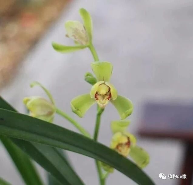 致富种植什么比较赚大钱_种植什么致富又快又好_致富种植好项目大全