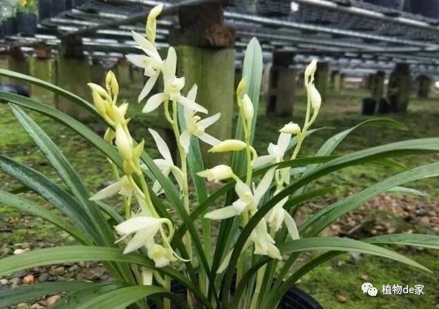 致富种植什么比较赚大钱_种植什么致富又快又好_致富种植好项目大全