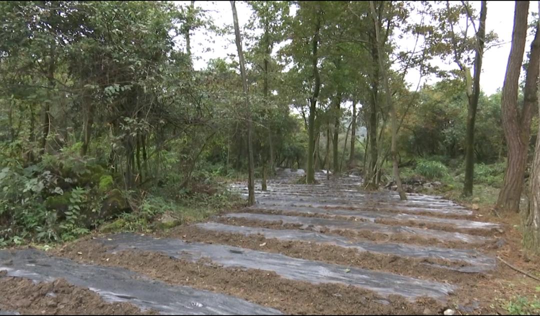 【我的脱贫故事】林下种植食用菌，带领村民脱贫致富