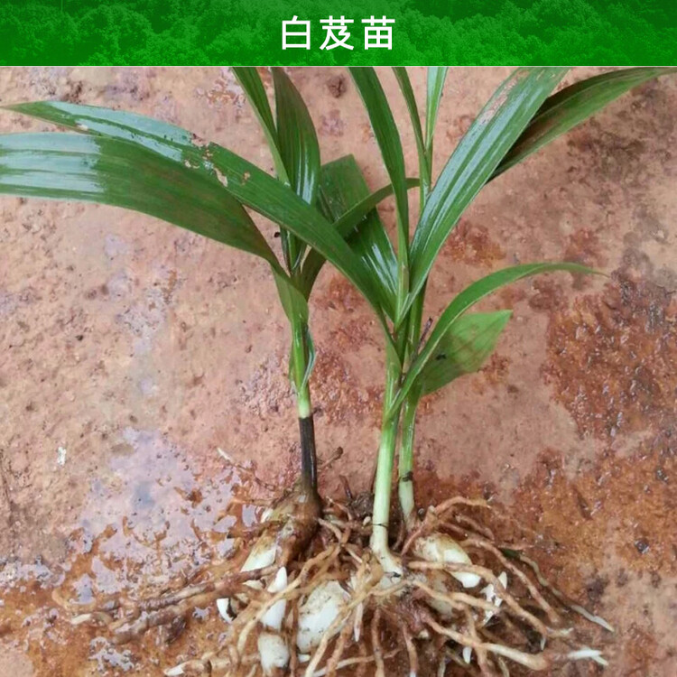 种植白芨前景怎么样_河南白芨种植技术_种植河南技术白芨怎么样