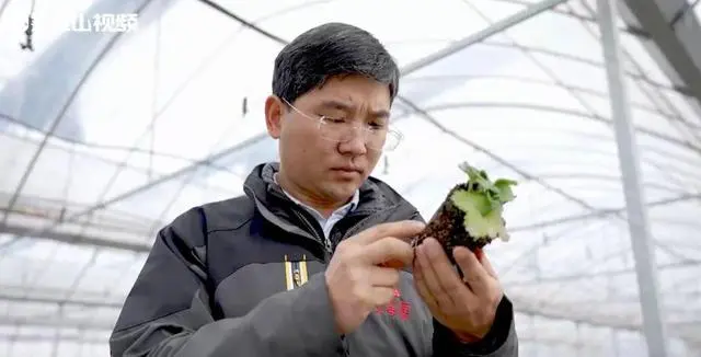 致富经草莓种植视频_致富经草莓育苗视频_致富金种植草莓