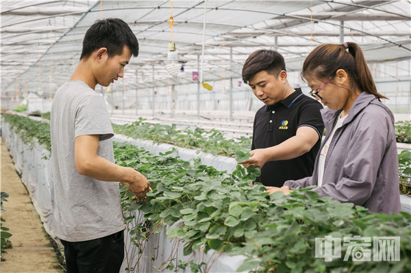 致富金种植草莓_致富经草莓种植视频_草莓致富经