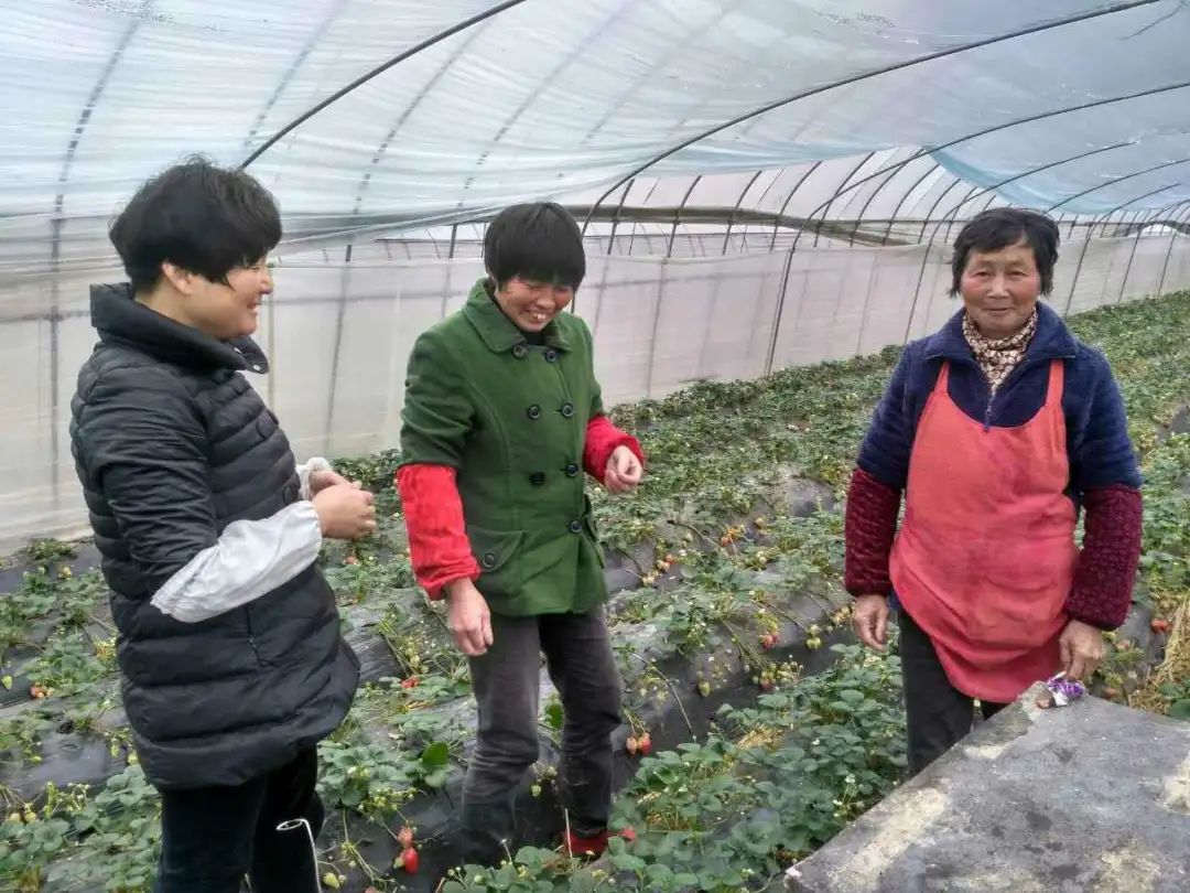 草莓致富经_致富经草莓种植技术_致富金种植草莓