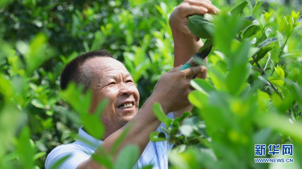 桂林临桂：特色种植业托起乡村振兴致富梦