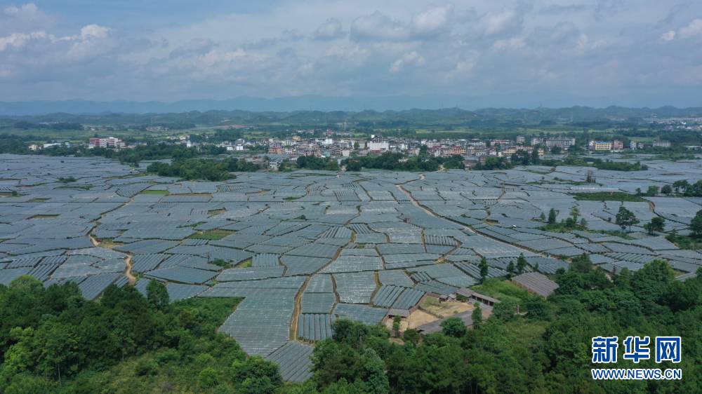 农业致富信息网_农业种植致富信息_致富经农业种植