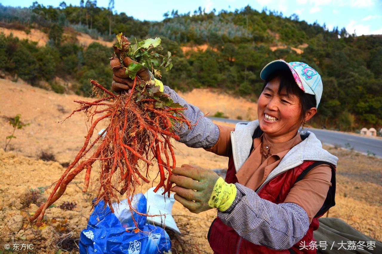 丹参的养殖技术_丹参养殖技术_养殖丹参技术要点