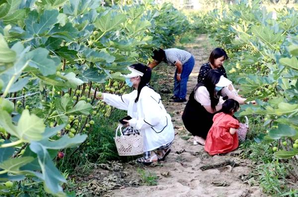 无花果开出“致富花”河南延津县引进种植高经济作物终结硕果