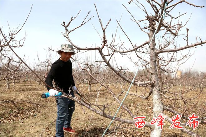 种植大樱桃利润如何_致富种植大樱桃_致富经樱桃种植视频