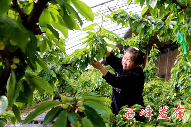 种植大樱桃利润如何_致富经樱桃种植视频_致富种植大樱桃