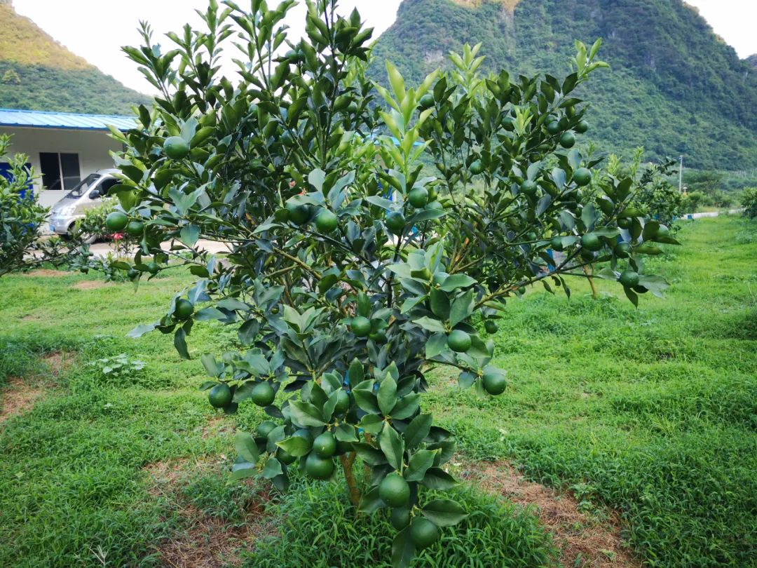 致富种植金柑怎么样_金柑种植致富_金柑盆景多少钱一盆