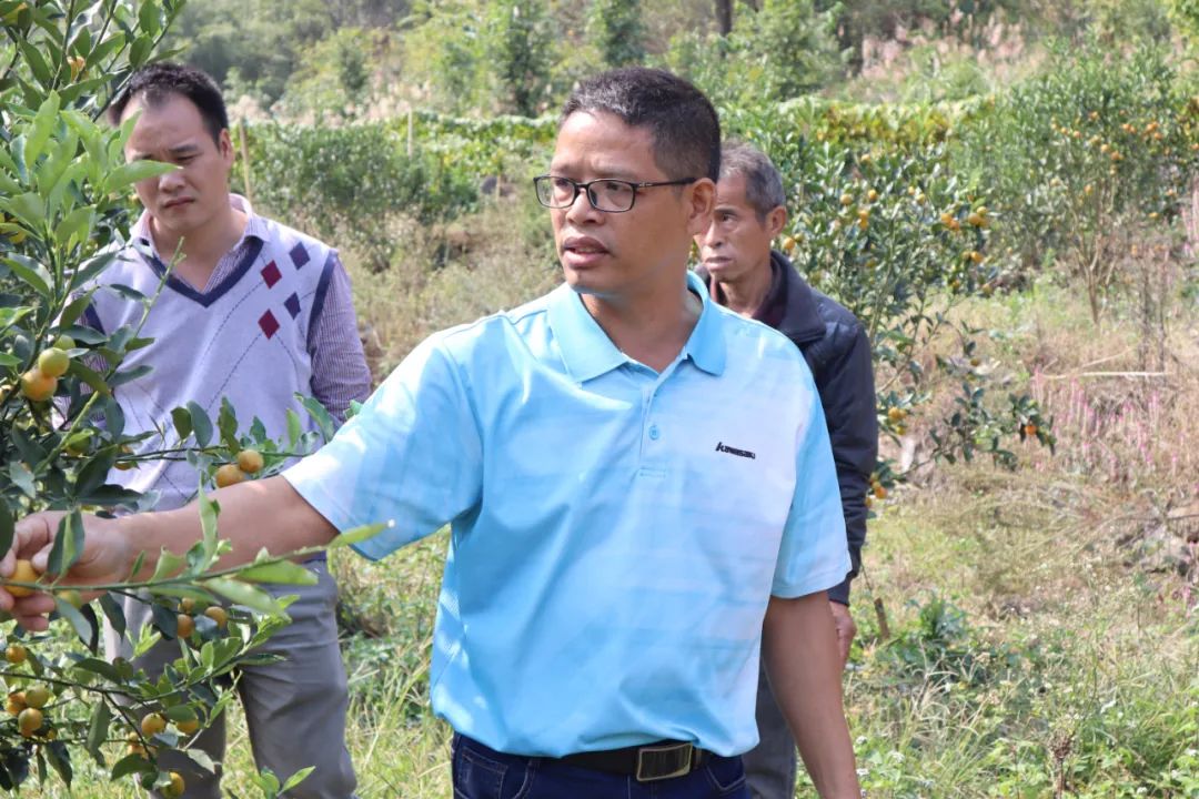 金柑盆景多少钱一盆_金柑种植致富_致富种植金柑怎么样