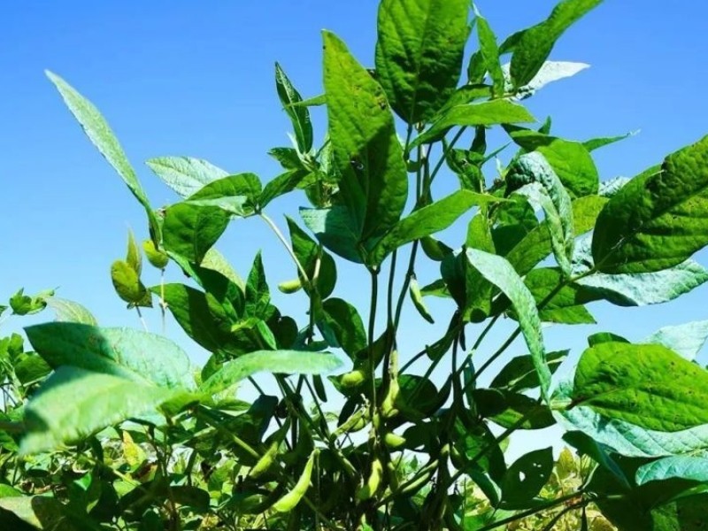 湖南种植黑豆技术视频_湖南黑豆种植技术_湖南能种黑豆吗