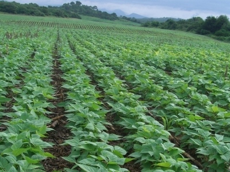 湖南种植黑豆技术视频_湖南黑豆种植技术_湖南能种黑豆吗