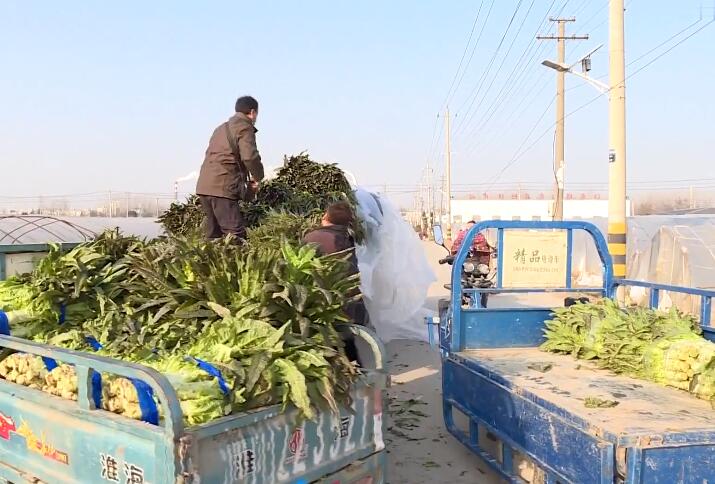 窝笋种植致富_窝笋种植利润_致富种植窝笋图片大全