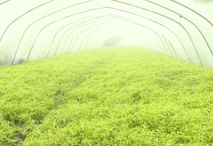 窝笋种植致富_致富种植窝笋图片大全_窝笋种植利润