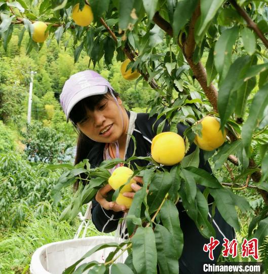 种植业致富带头人简介_种植致富带头人发言稿_种植致富带头人