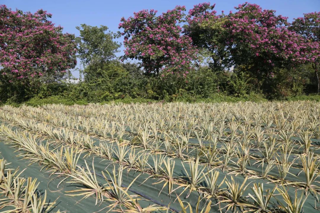 麻涌这个农场从“菠萝的海”引进凤梨试种