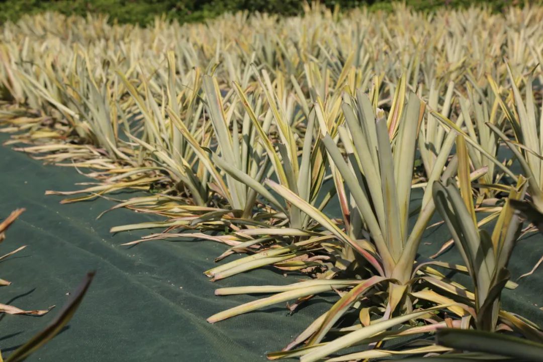 凤梨种植成本_致富种植凤梨视频_种植凤梨致富