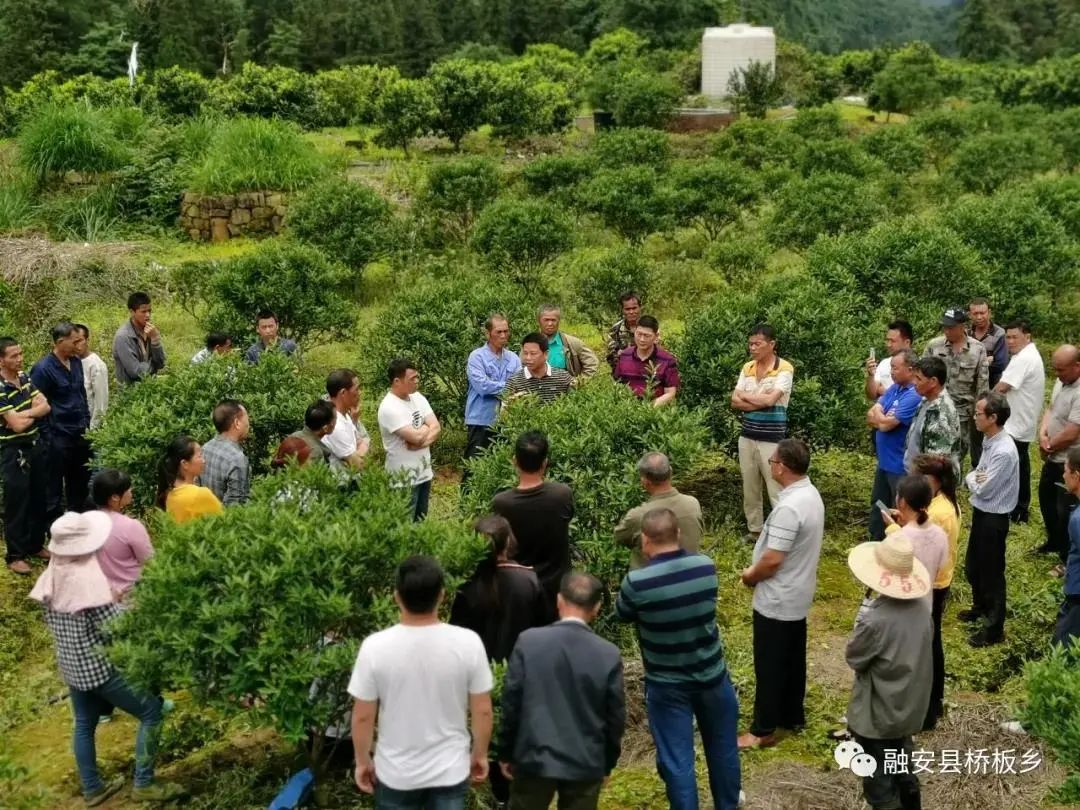 金柑盆景多少钱一盆_致富种植金柑怎么样_金柑种植致富