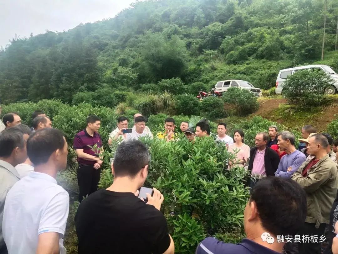 金柑种植致富_金柑盆景多少钱一盆_致富种植金柑怎么样