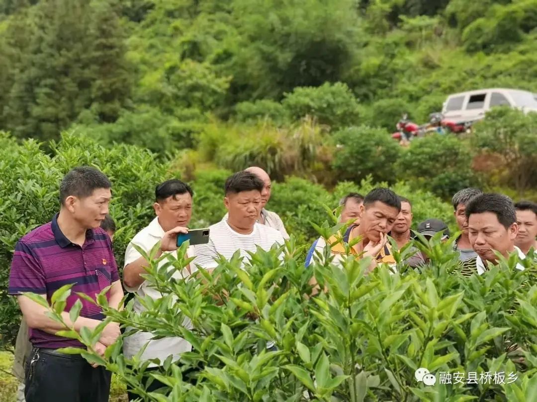 致富种植金柑怎么样_金柑种植致富_金柑盆景多少钱一盆