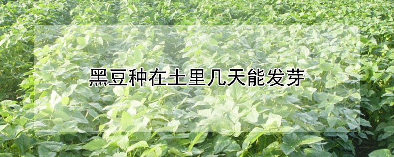 黑豆种植在土里多少天发芽