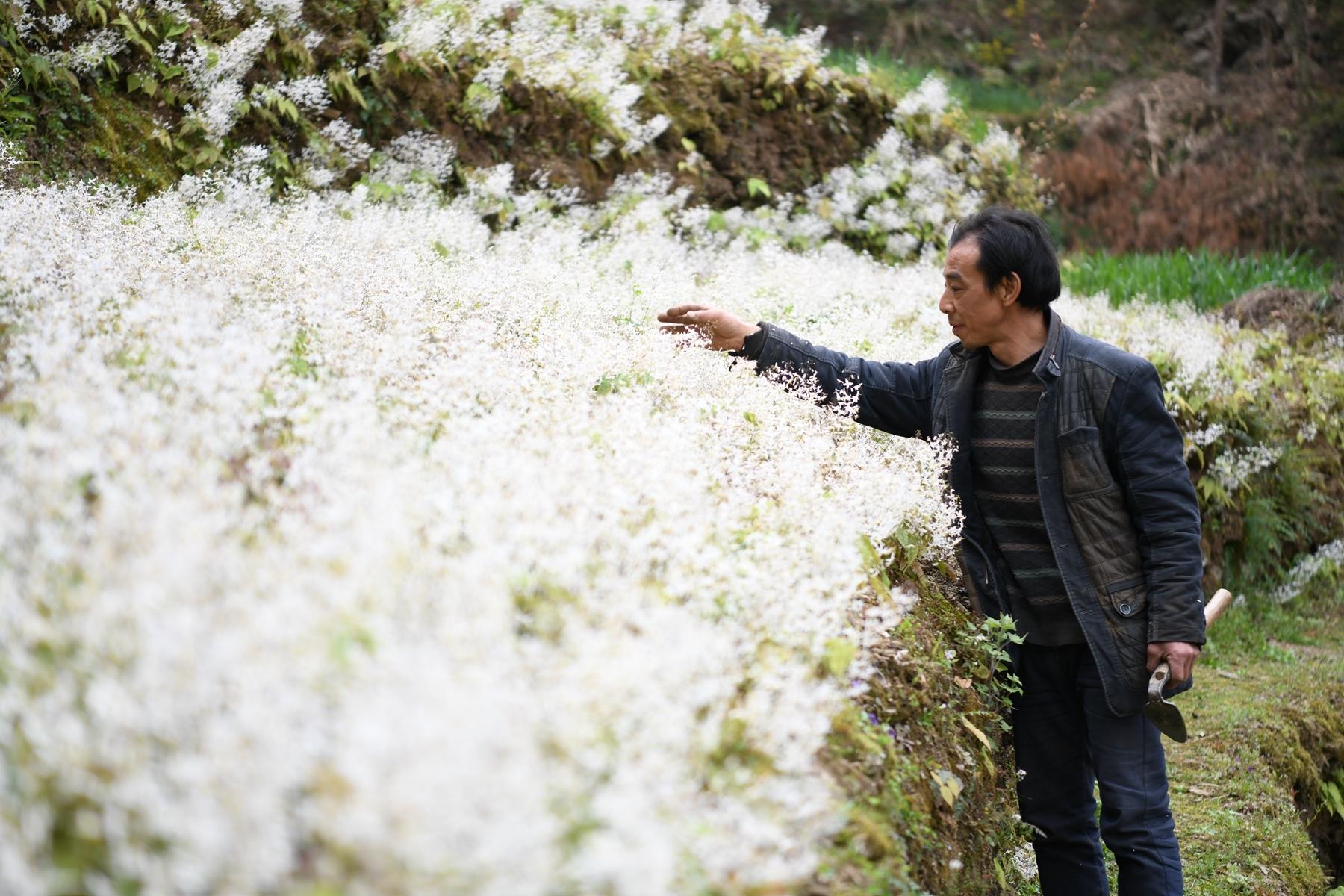 陡坡上刨出“新产业” 漫山开遍“致富花”