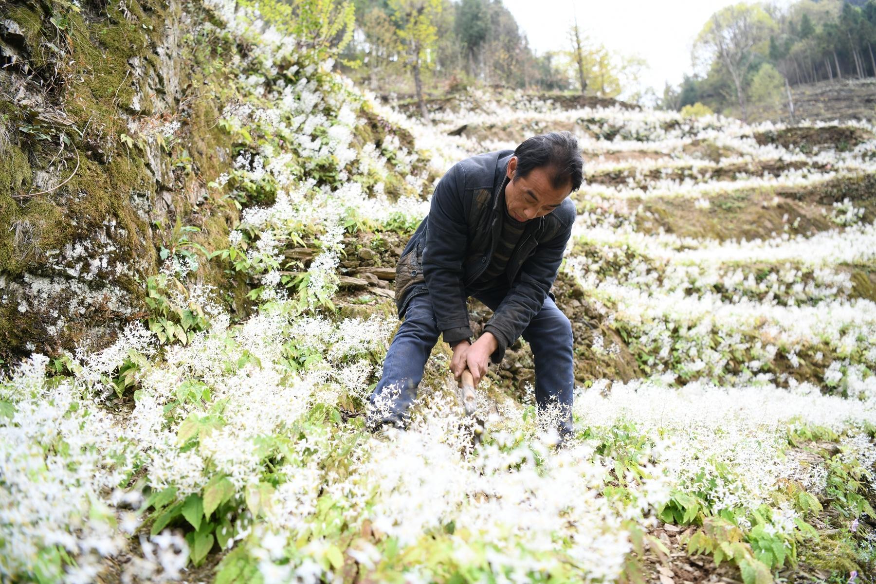 致富花种植技术_致富种植花技术怎么样_致富种植花技术有哪些