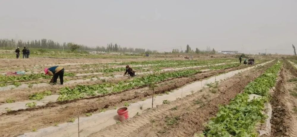 农业种植致富信息_农村致富新项目种植业_致富种植农业信息网官网