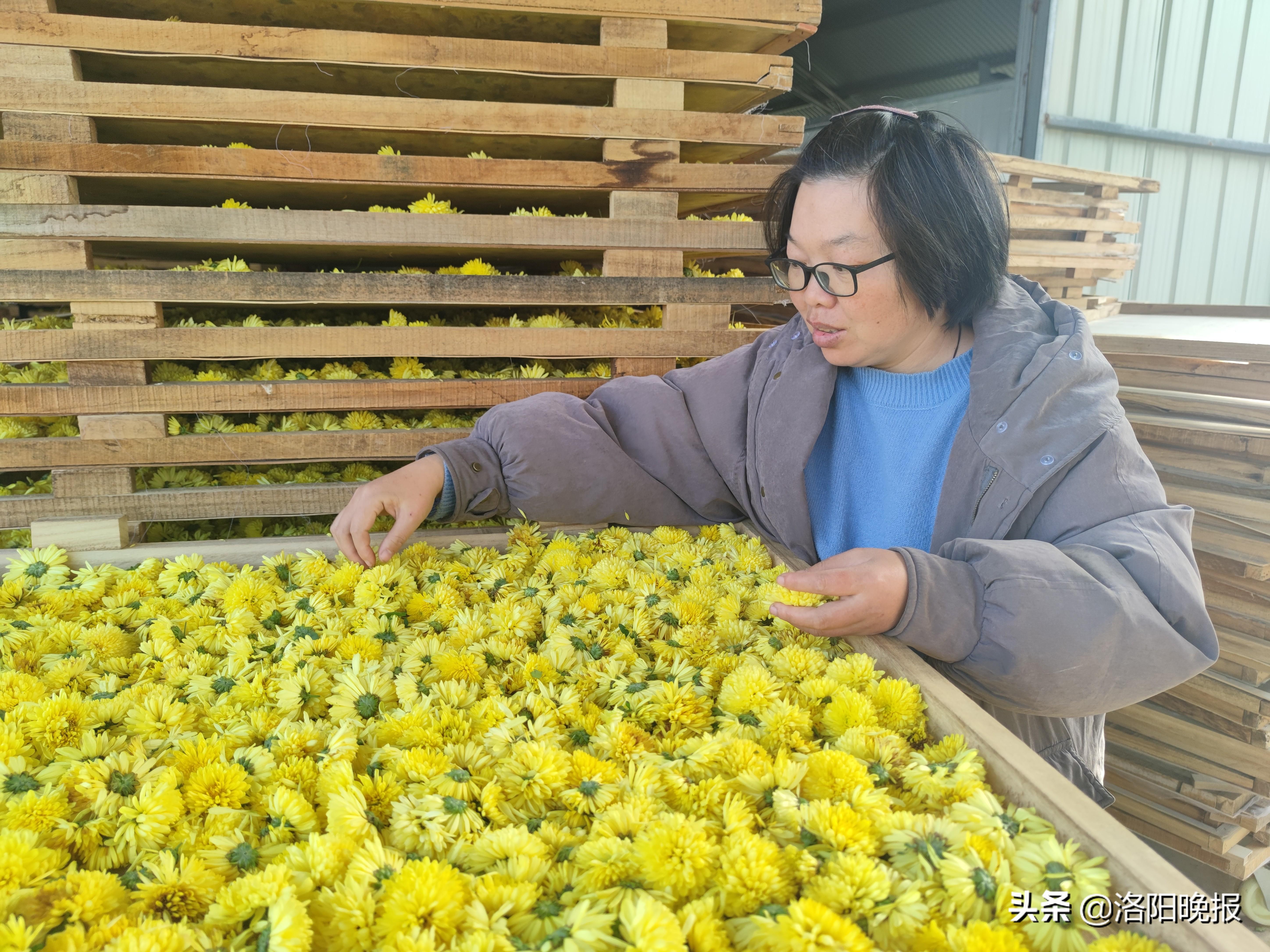 致富经花卉种植_致富花种植技术_种花致富经