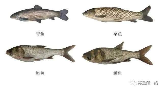 四大淡水家鱼——青草鲢鳙：相互搭配相得益彰，堪称鱼类混养的经典组合！